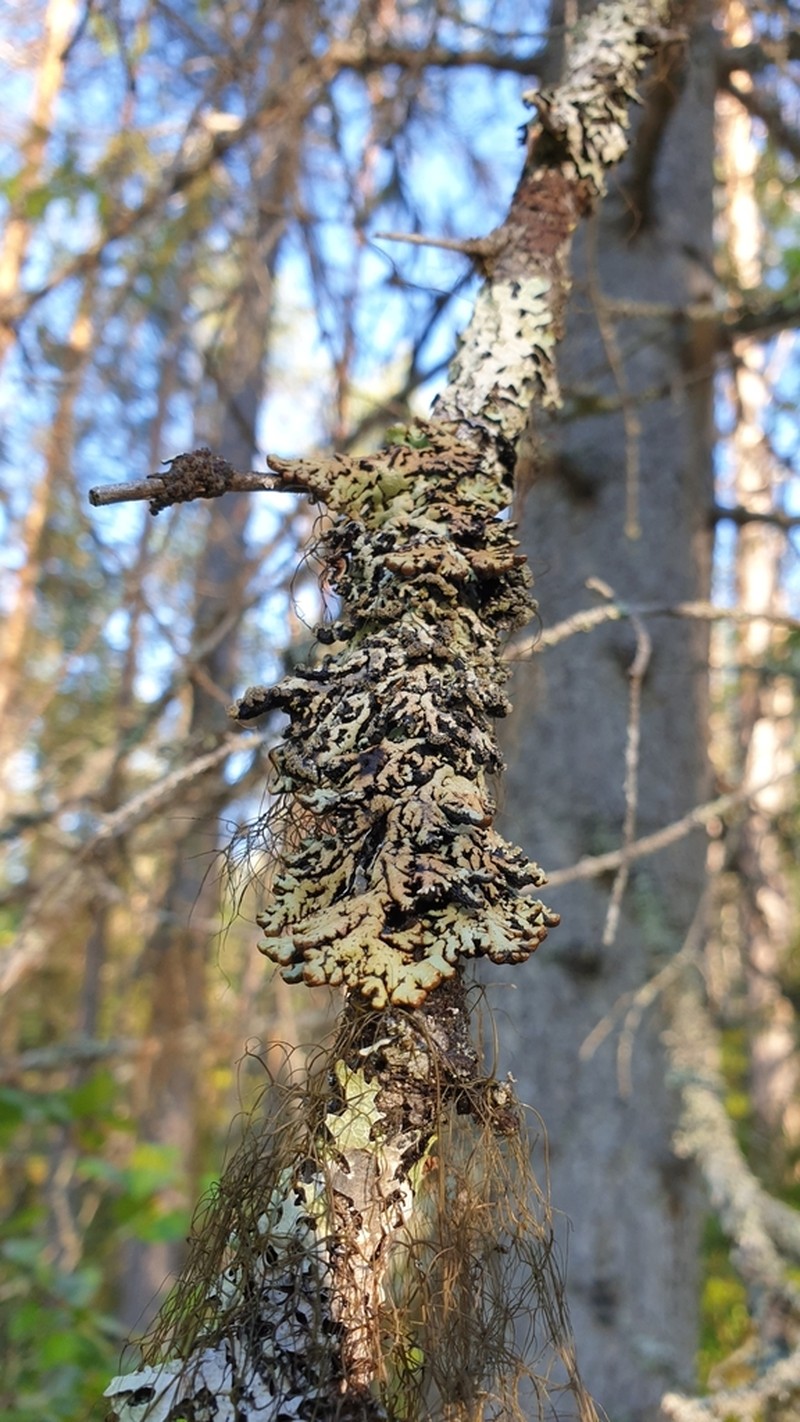 Bitter Tube Lichen photo 4