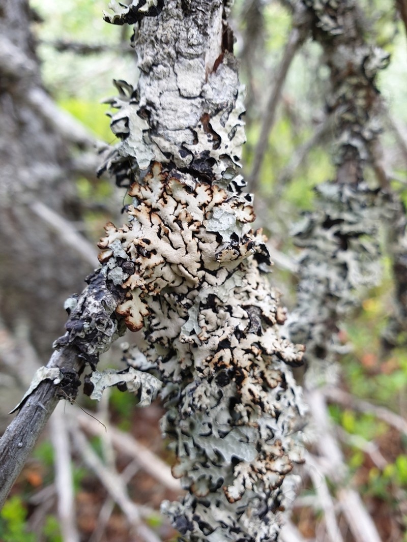 Bitter Tube Lichen photo 5