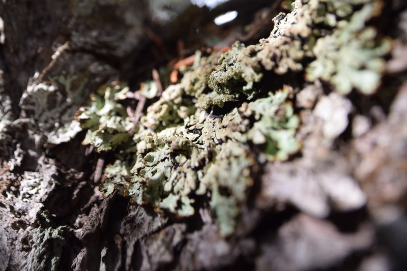 Bitter Tube Lichen photo 6