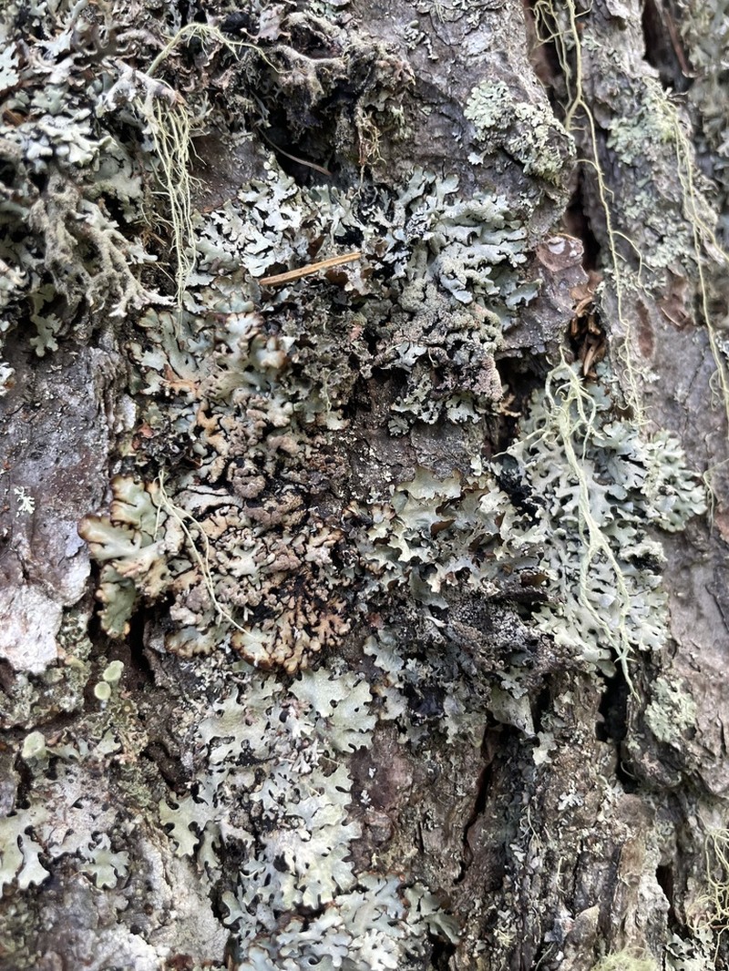 Bitter Tube Lichen photo 7