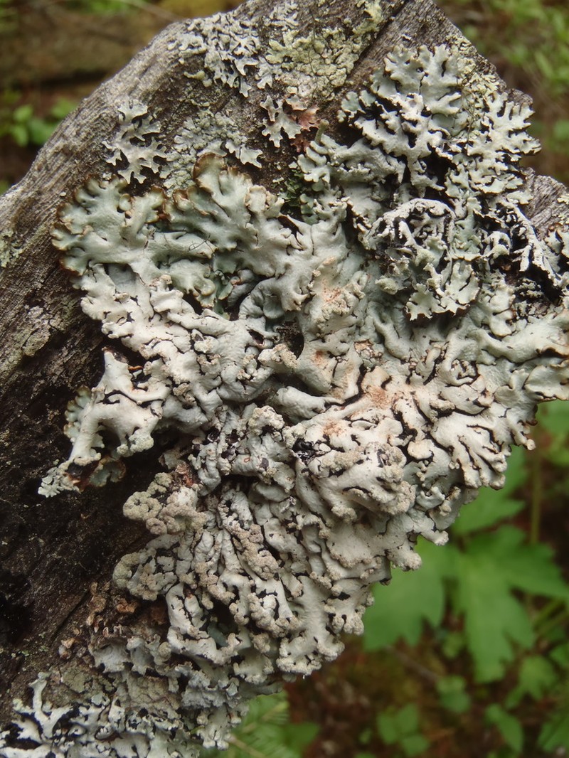 Bitter Tube Lichen photo 8