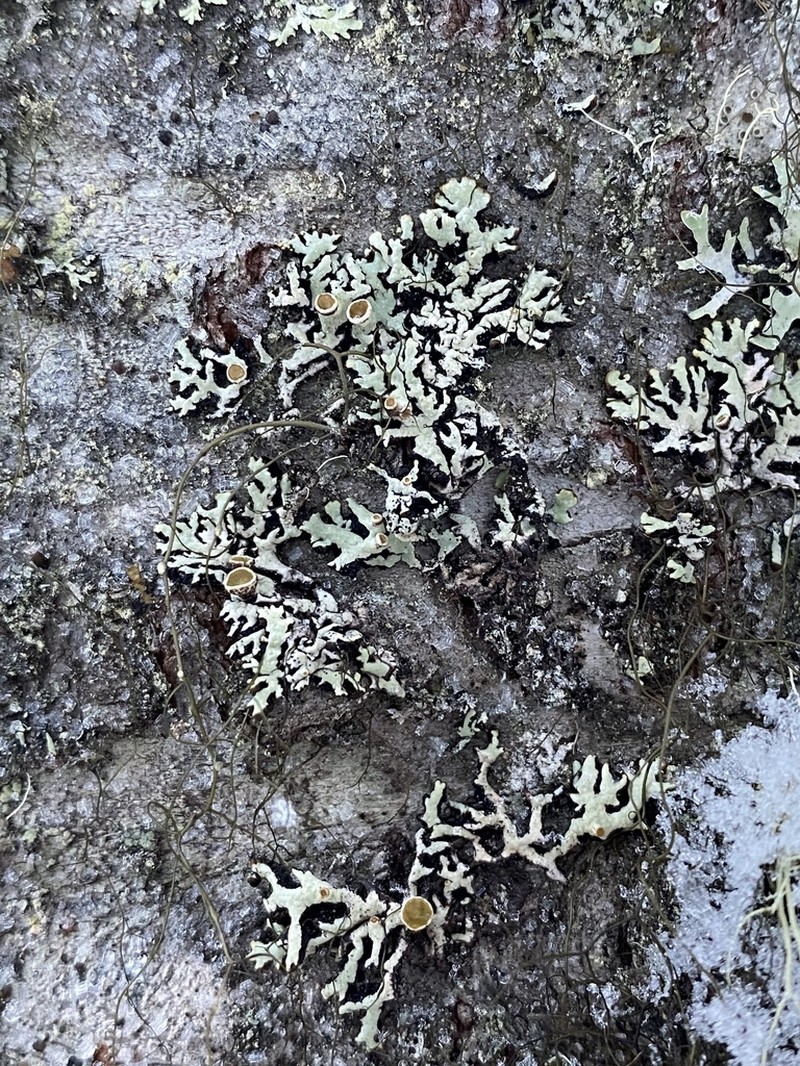 Pacific Tube Lichen