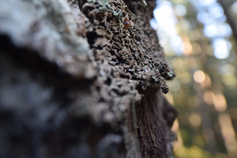 Pacific Tube Lichen photo 3