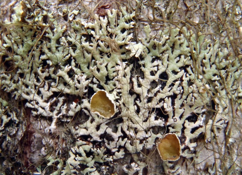 Pacific Tube Lichen photo 5