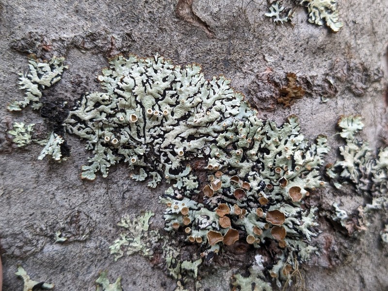 Pacific Tube Lichen photo 7