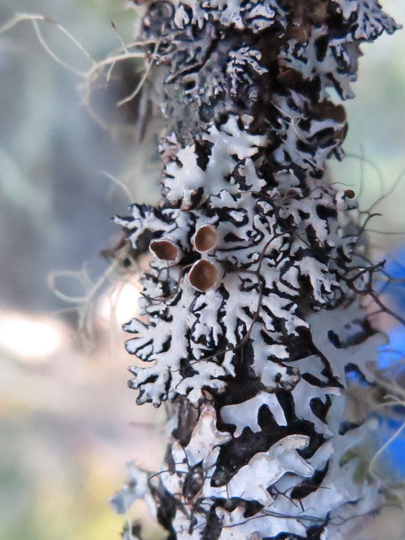 Pacific Tube Lichen photo 8