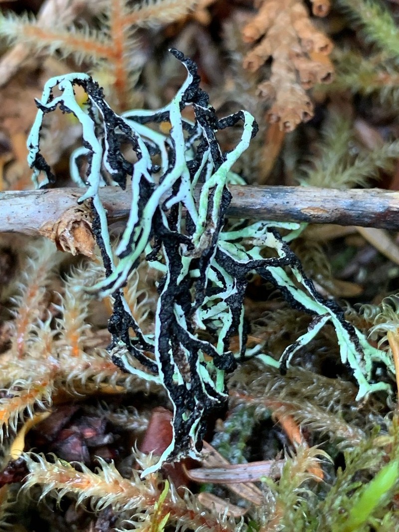 Duplicate Tube Lichen