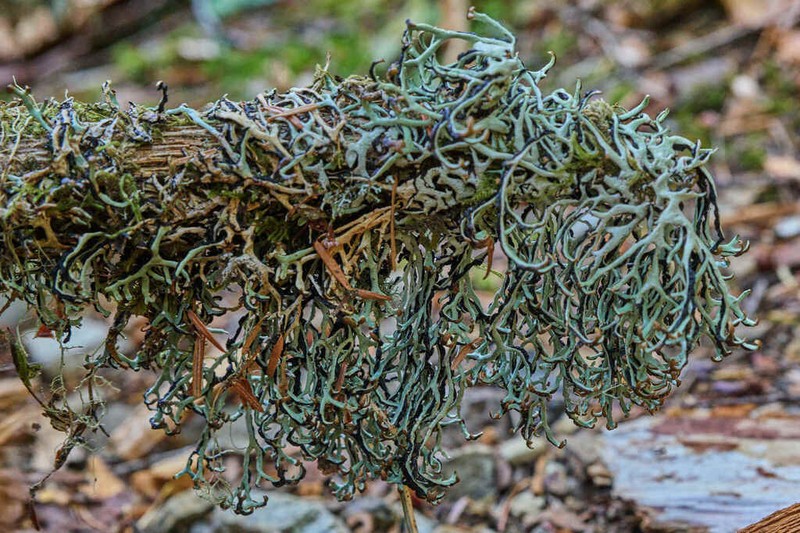 Duplicate Tube Lichen photo 2