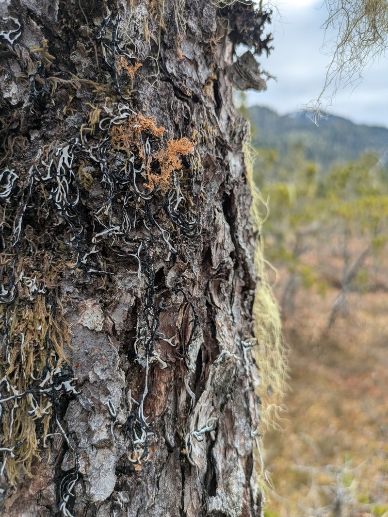 Duplicate Tube Lichen photo 3
