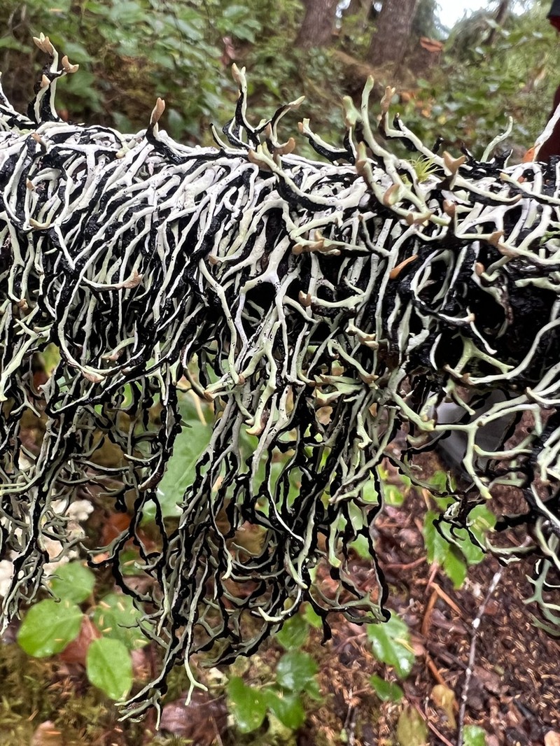 Duplicate Tube Lichen photo 4