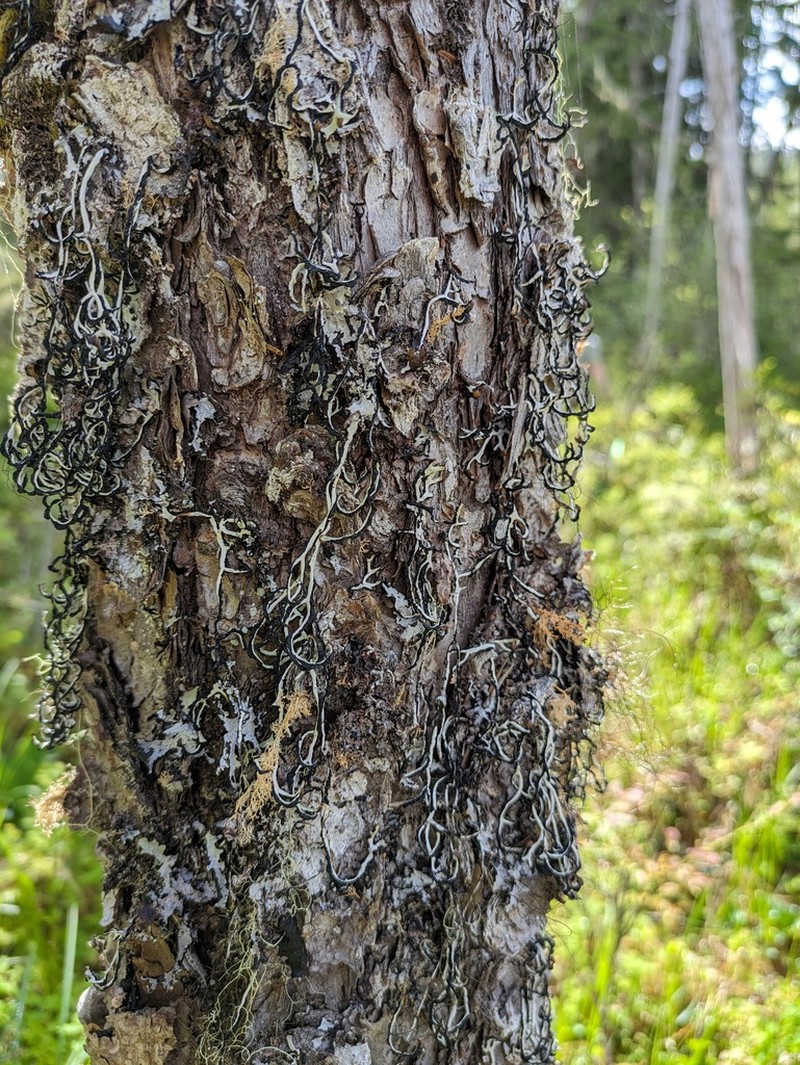 Duplicate Tube Lichen photo 5