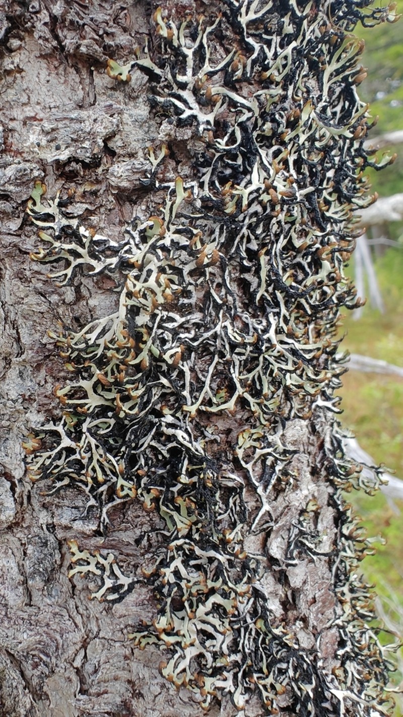 Duplicate Tube Lichen photo 6