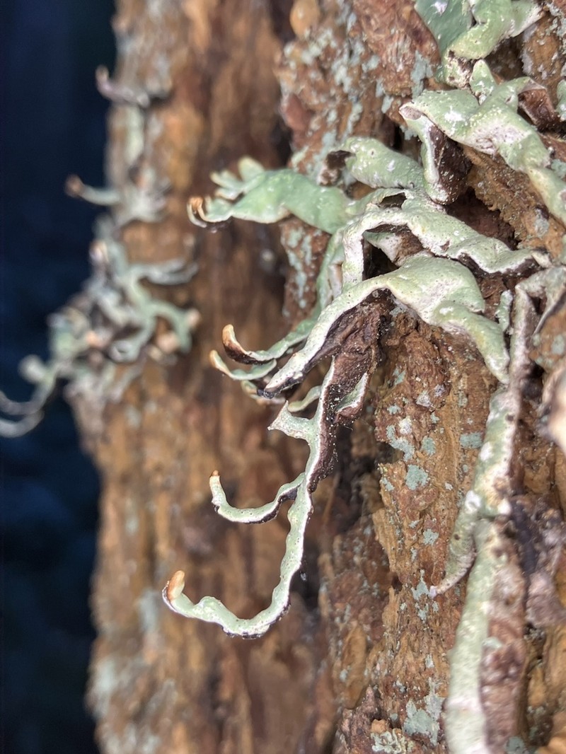 Duplicate Tube Lichen photo 7