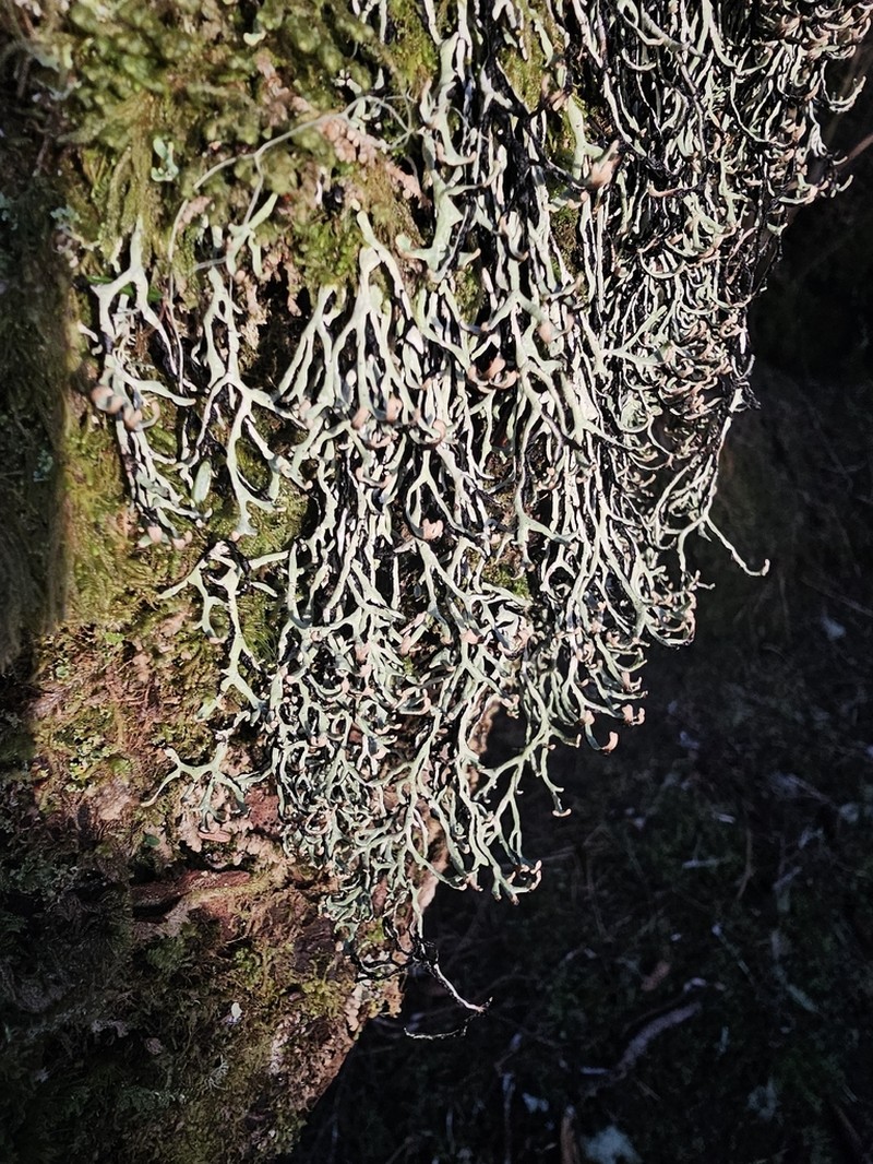Duplicate Tube Lichen photo 8
