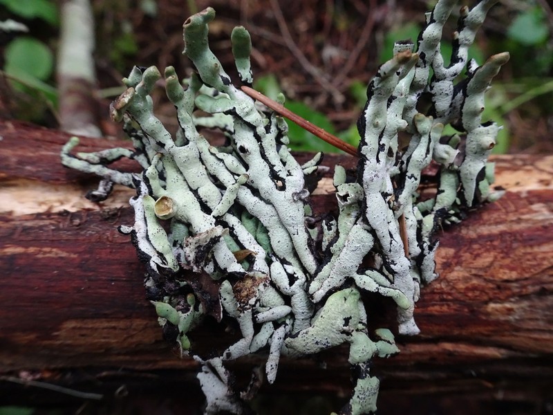 Tube Lichen