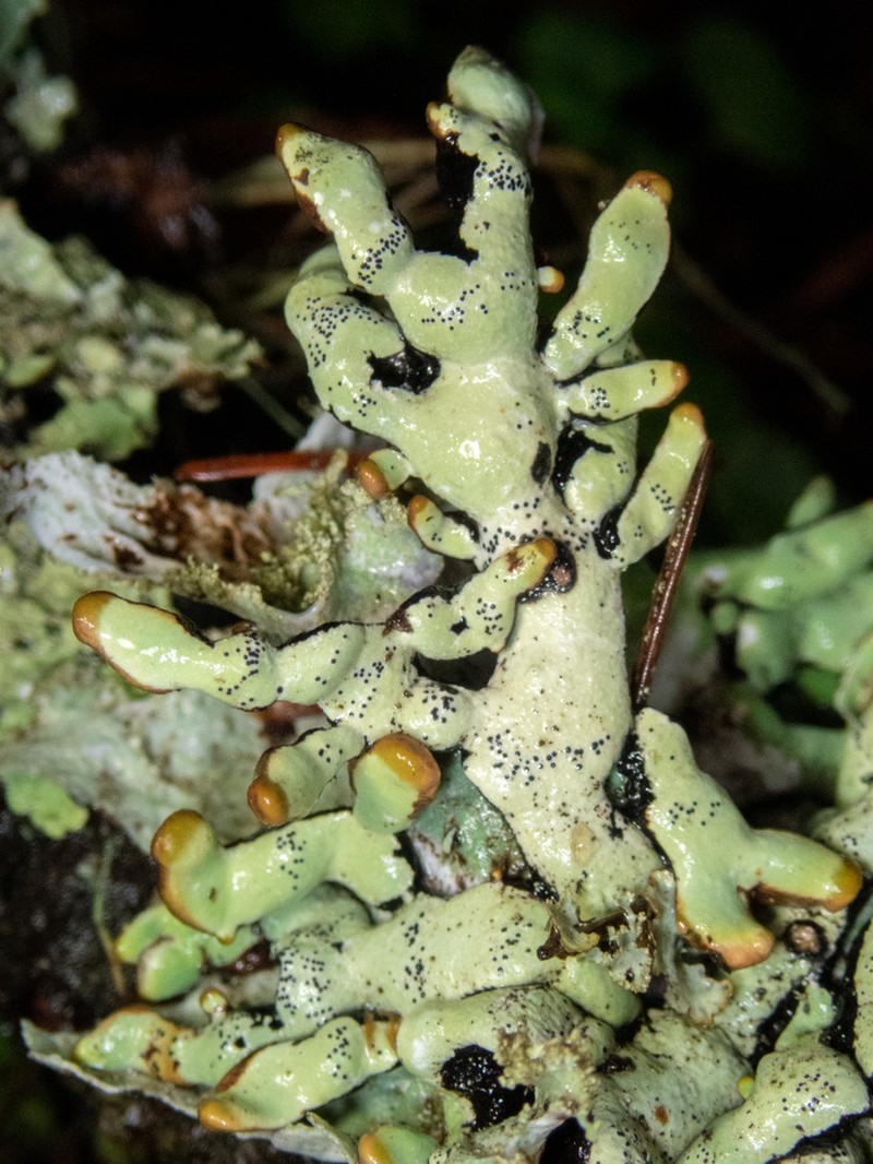 Tube Lichen photo 2