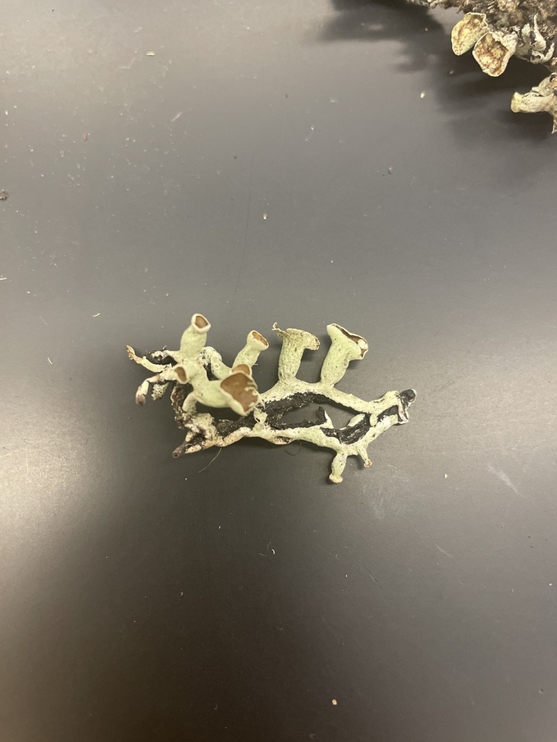 Tube Lichen photo 3