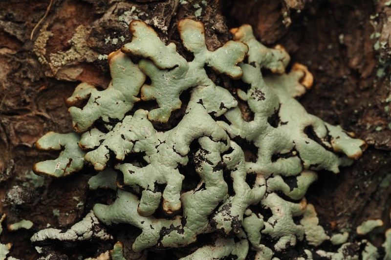 Tube Lichen photo 4