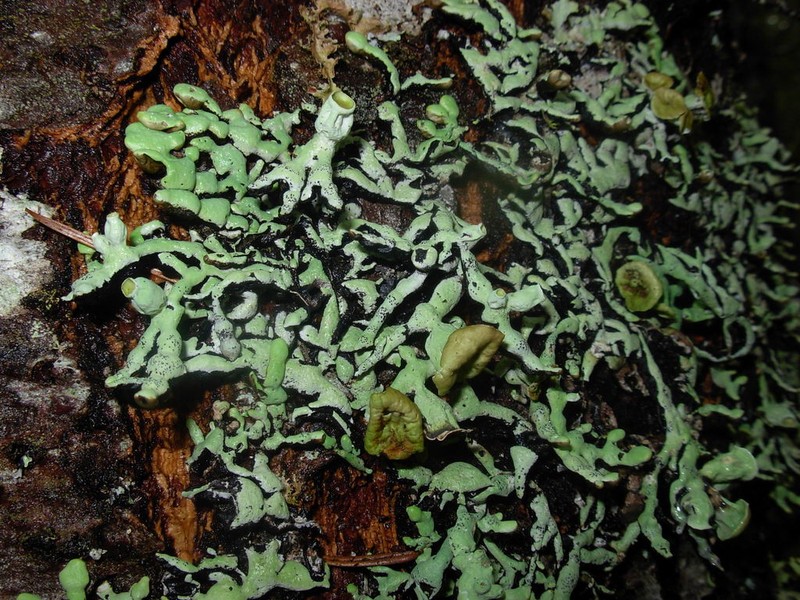 Tube Lichen photo 5