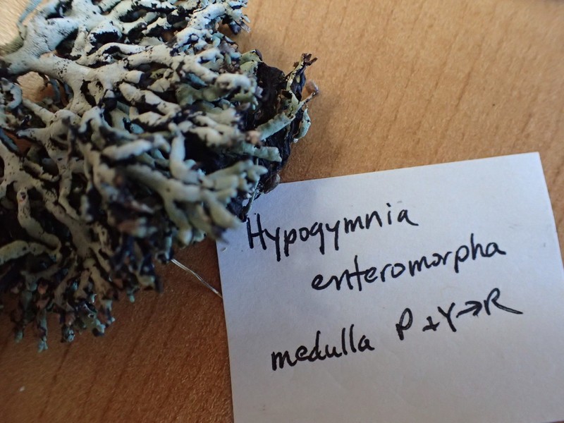 Tube Lichen photo 6