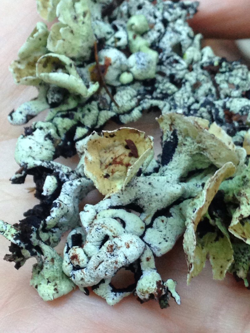 Tube Lichen photo 7