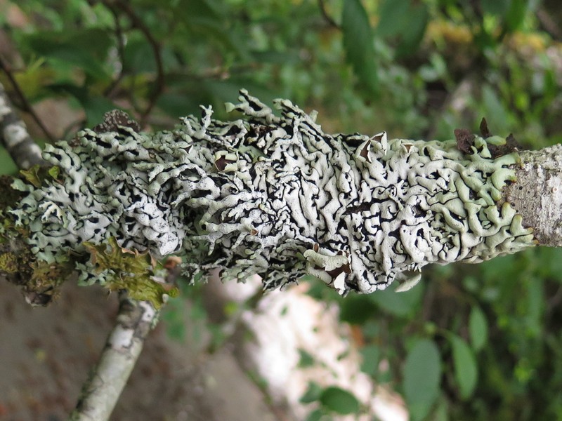 Tube Lichen photo 8