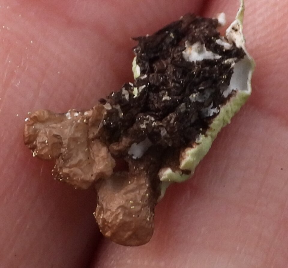 Tube Lichen photo 2
