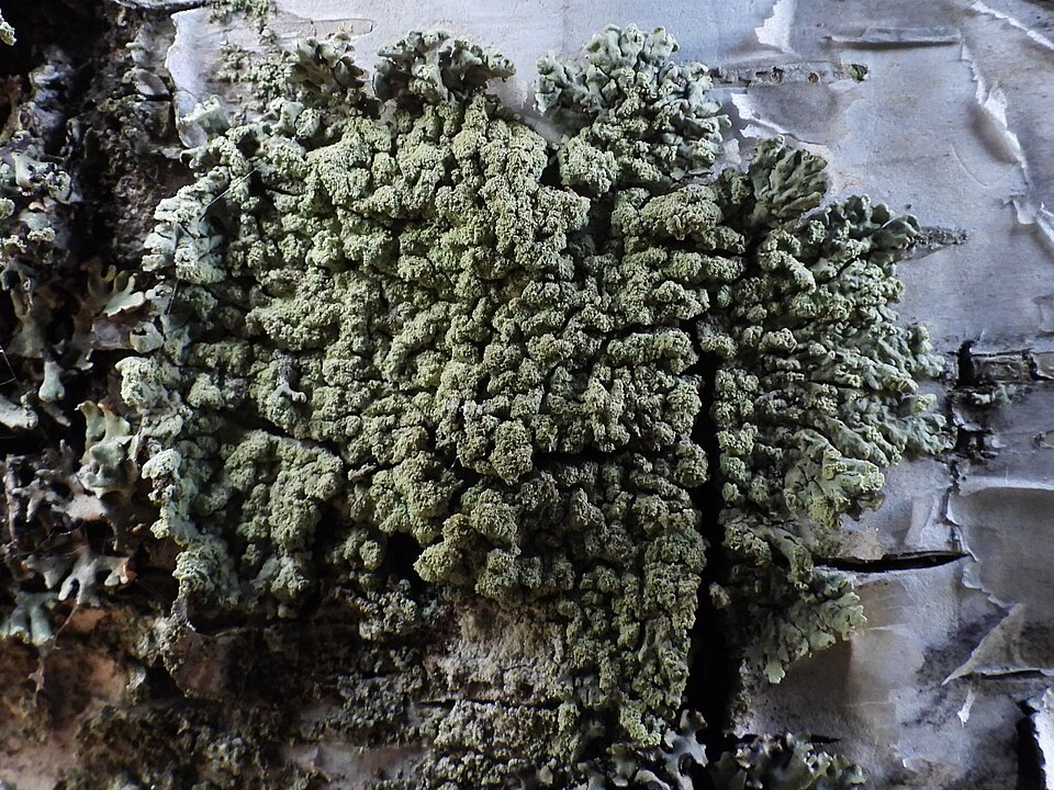 Tube Lichen photo 3