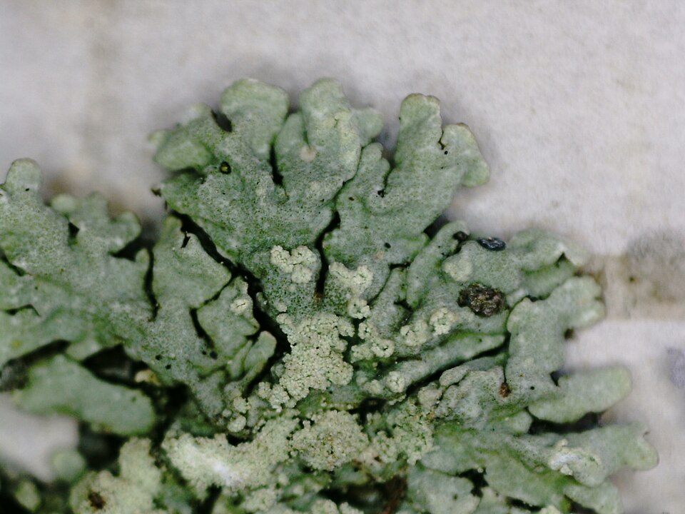 Tube Lichen photo 4