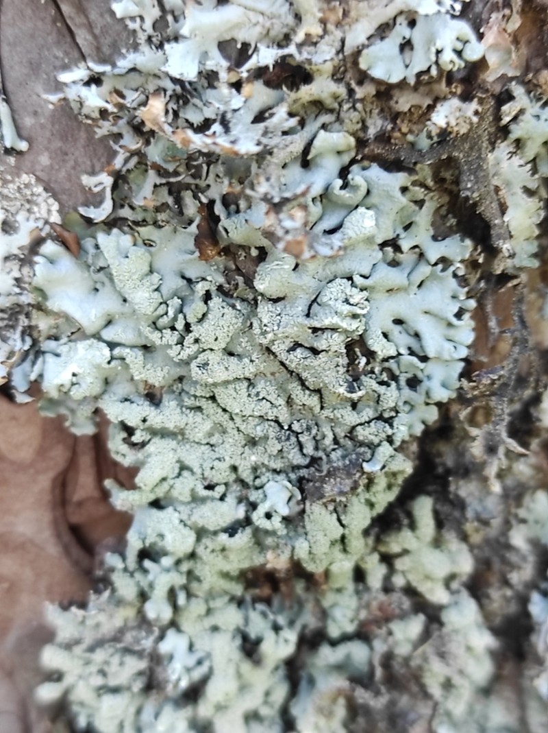Tube Lichen