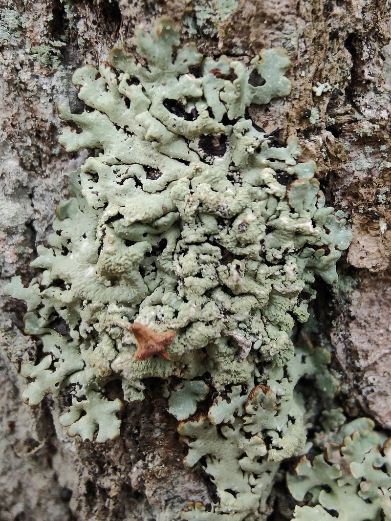 Tube Lichen photo 2