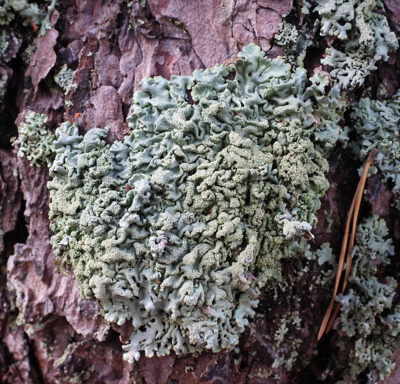 Tube Lichen photo 3