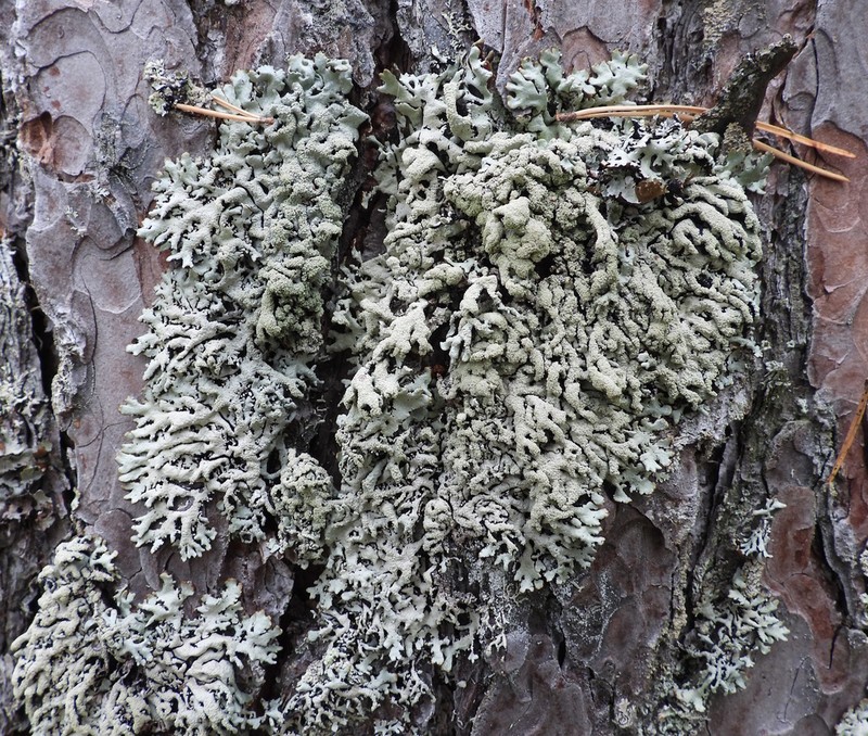 Tube Lichen photo 4