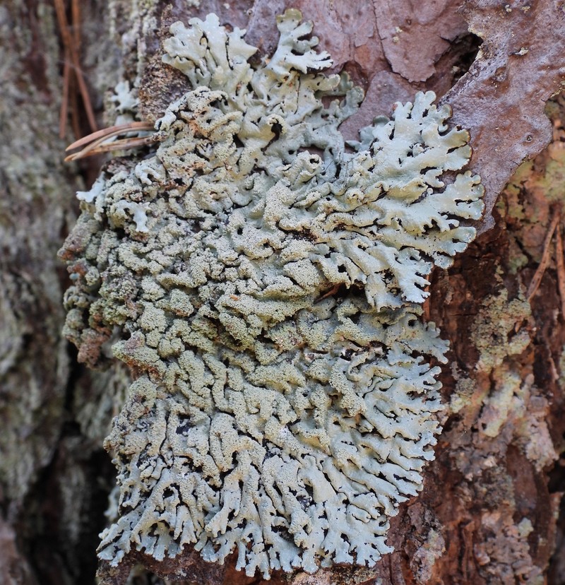 Tube Lichen photo 5