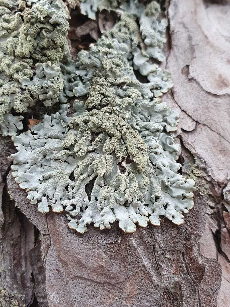 Tube Lichen photo 6
