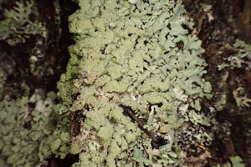 Tube Lichen photo 7