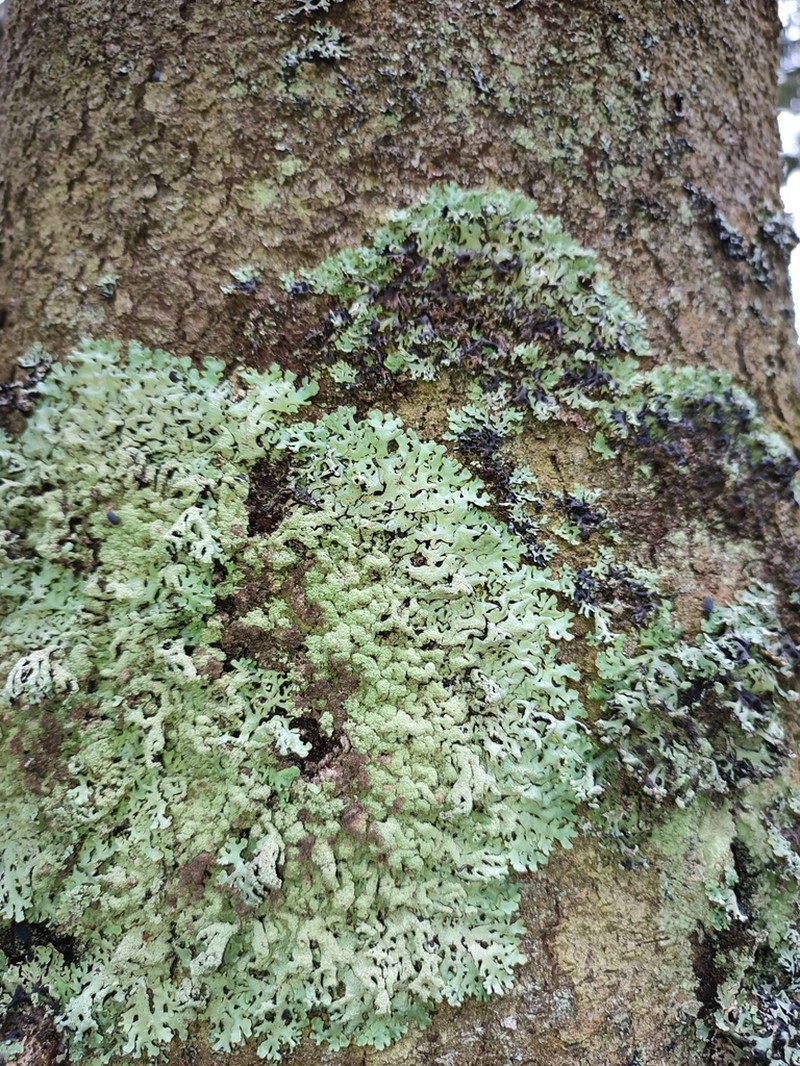 Tube Lichen photo 8