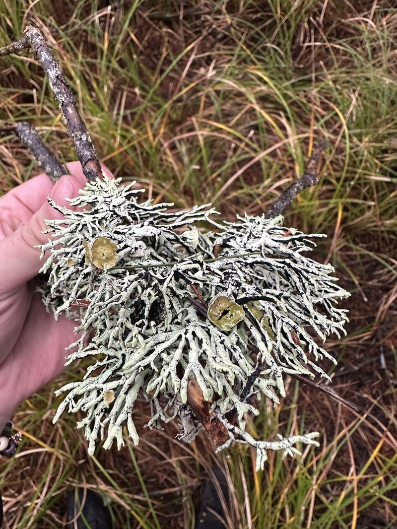 Tube Lichen