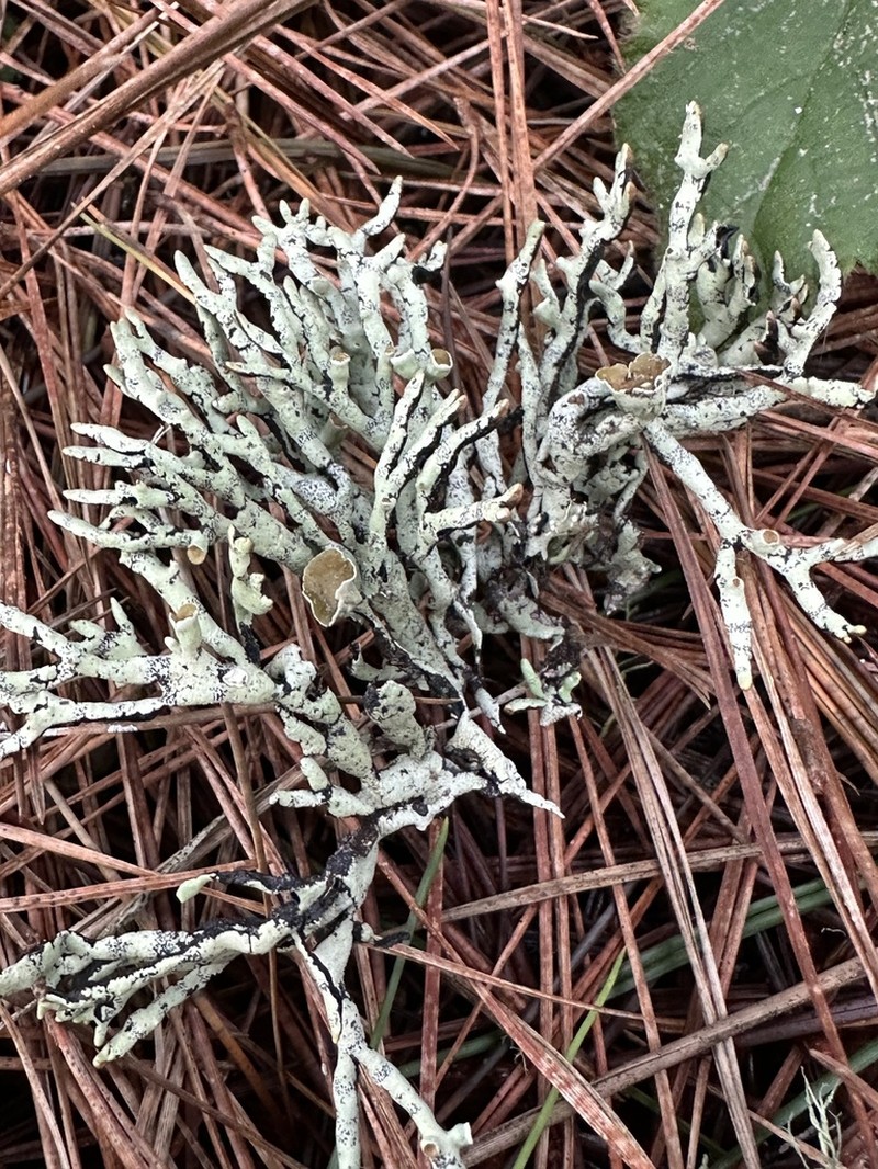 Tube Lichen photo 2