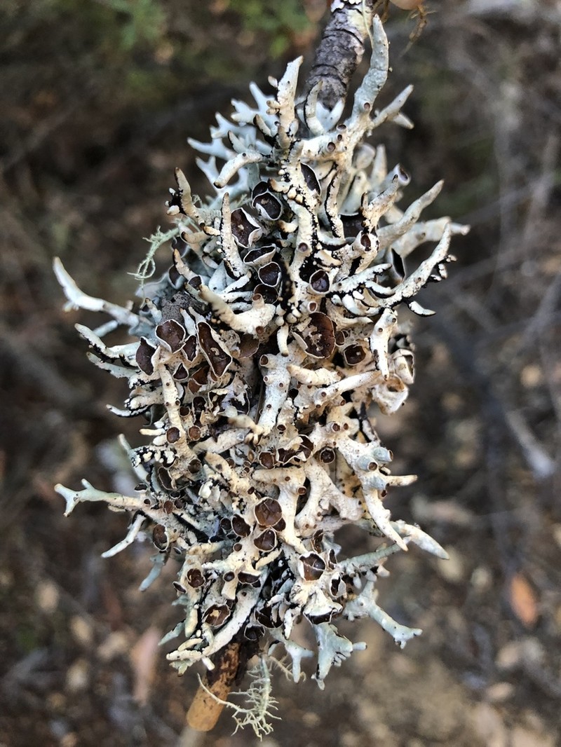 Tube Lichen photo 3