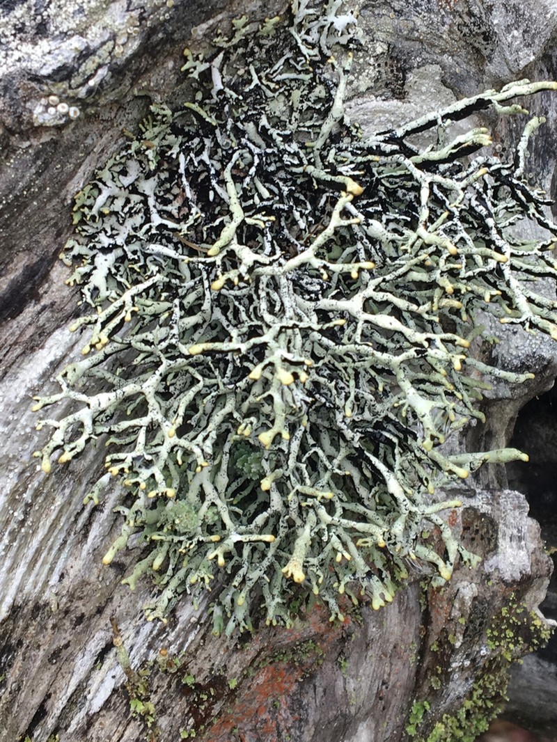Tube Lichen photo 4