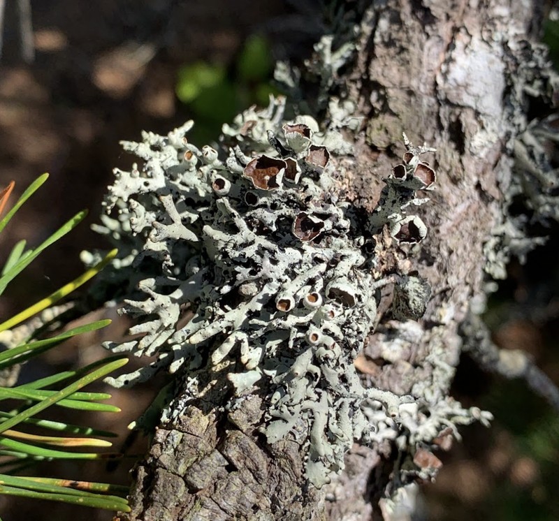 Tube Lichen photo 5