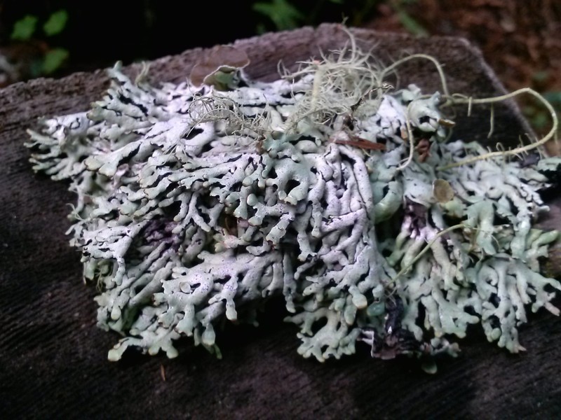 Tube Lichen photo 6