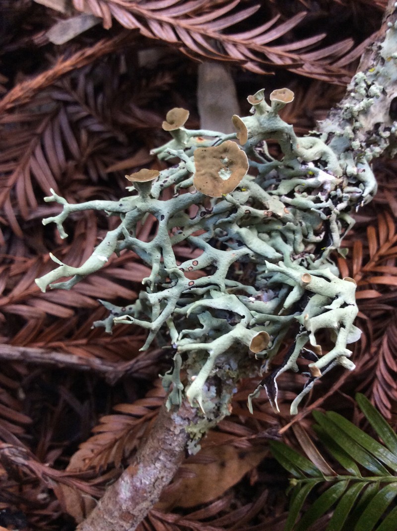 Tube Lichen photo 7