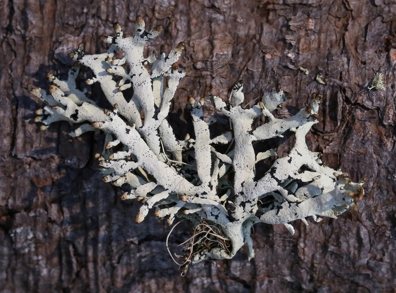 Tube Lichen photo 8