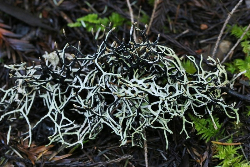 Imshaug's Tube Lichen