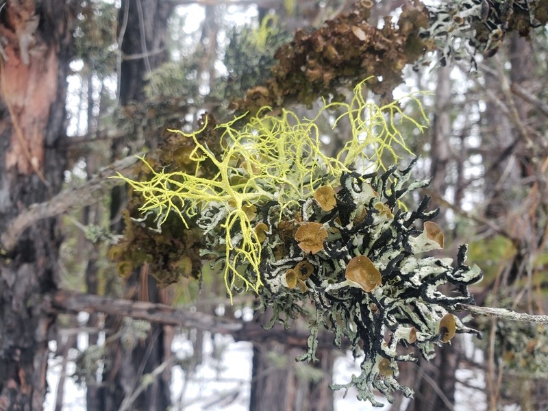 Imshaug's Tube Lichen photo 2