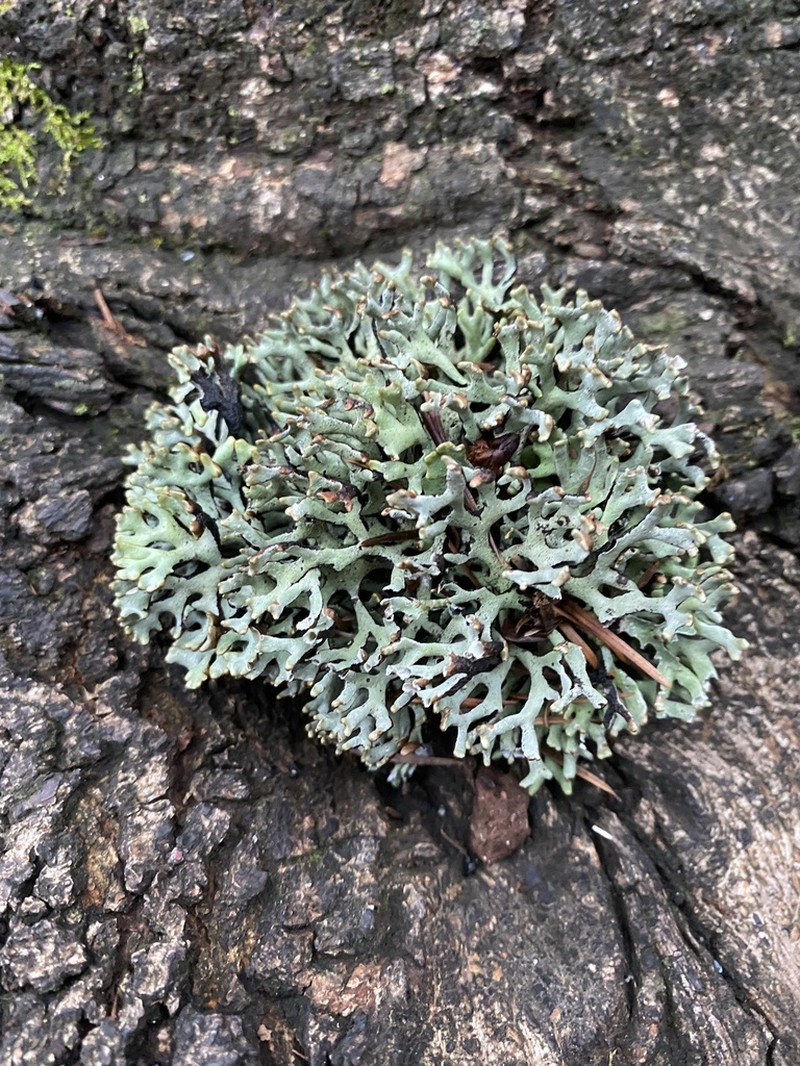 Imshaug's Tube Lichen photo 3