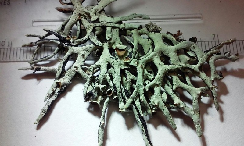 Imshaug's Tube Lichen photo 4
