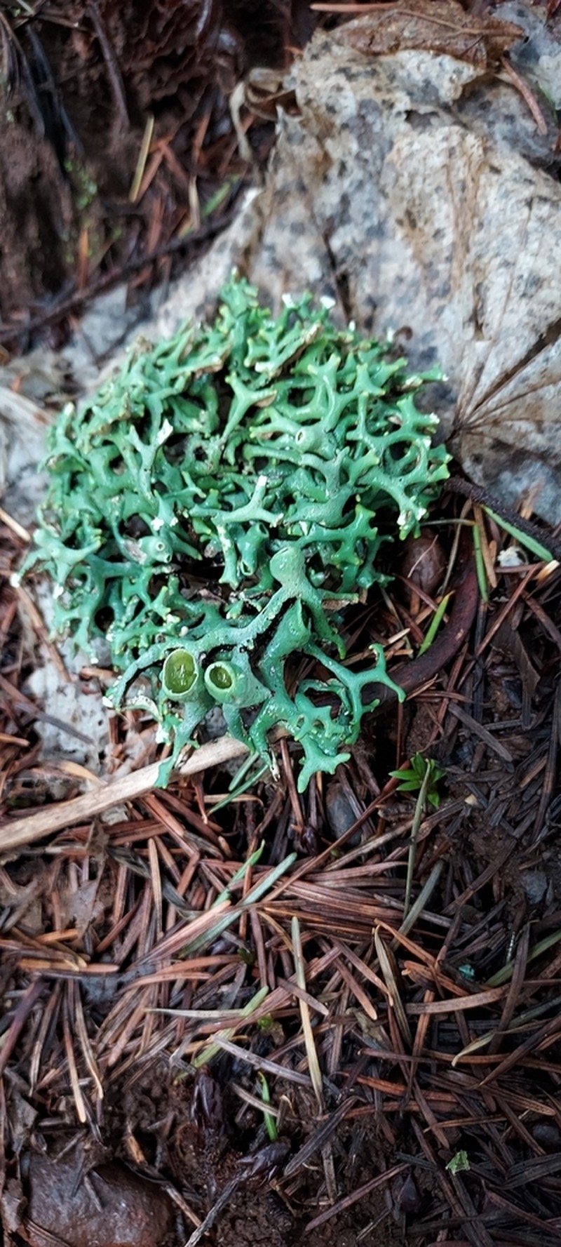 Imshaug's Tube Lichen photo 5